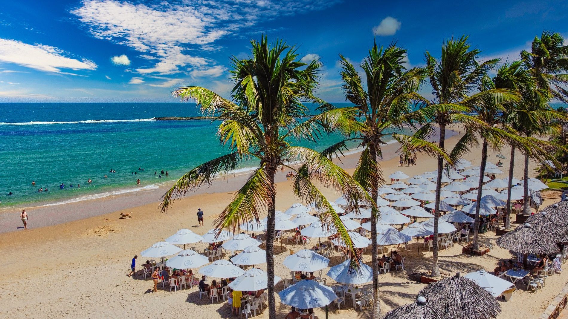 Uma vista aérea de uma praia com palmeiras e guarda-sóis.