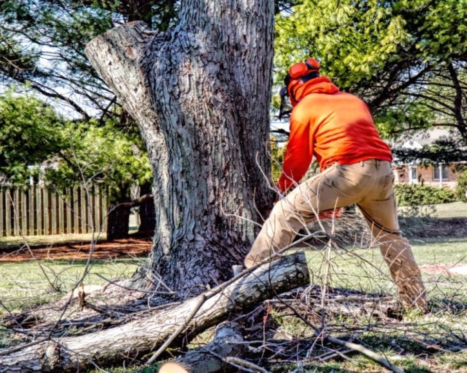 An image of Tree Services in Arlington TN