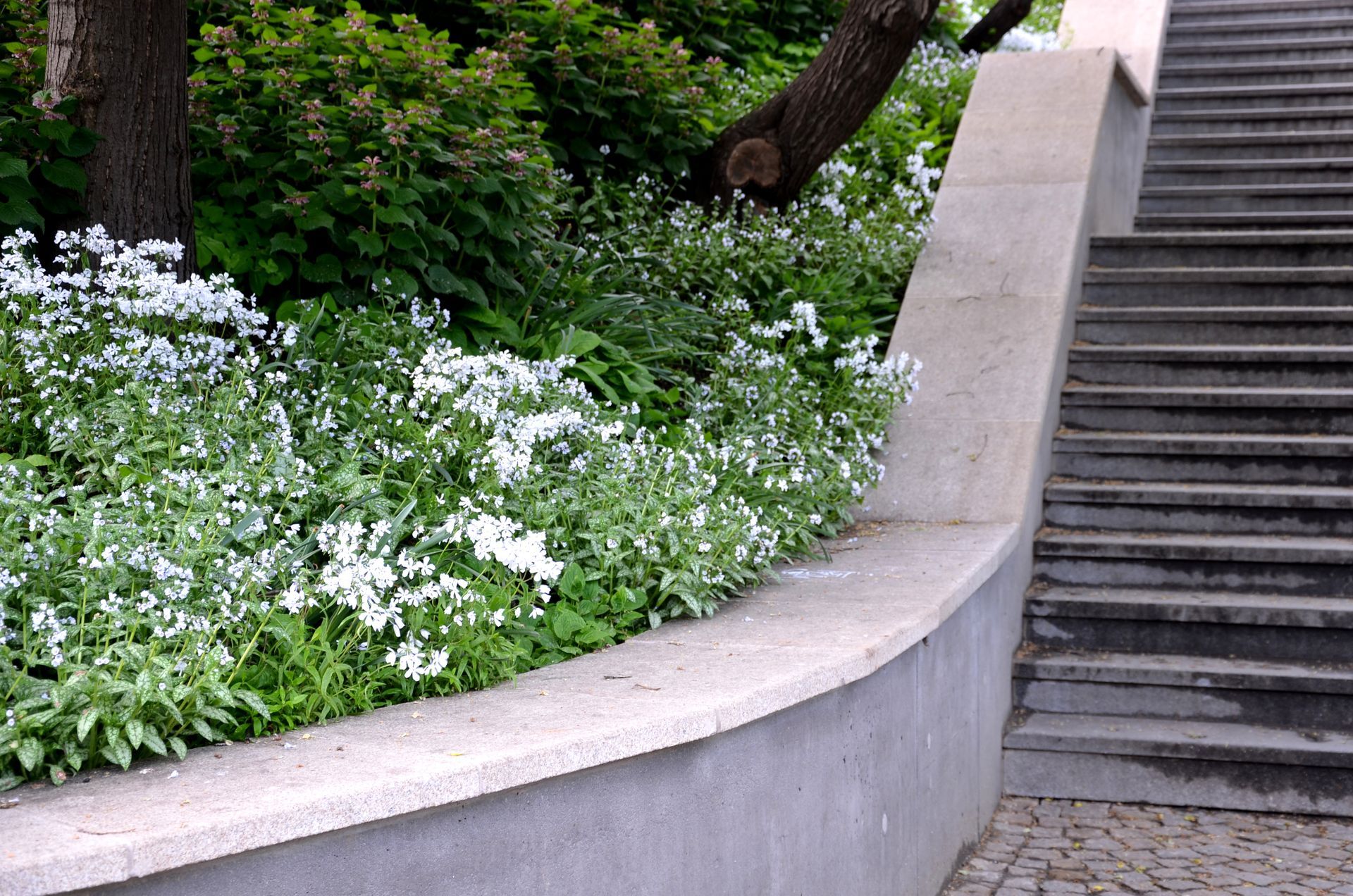 White flowers border a curved concrete wall next to a stone staircase, with a tree in the background.