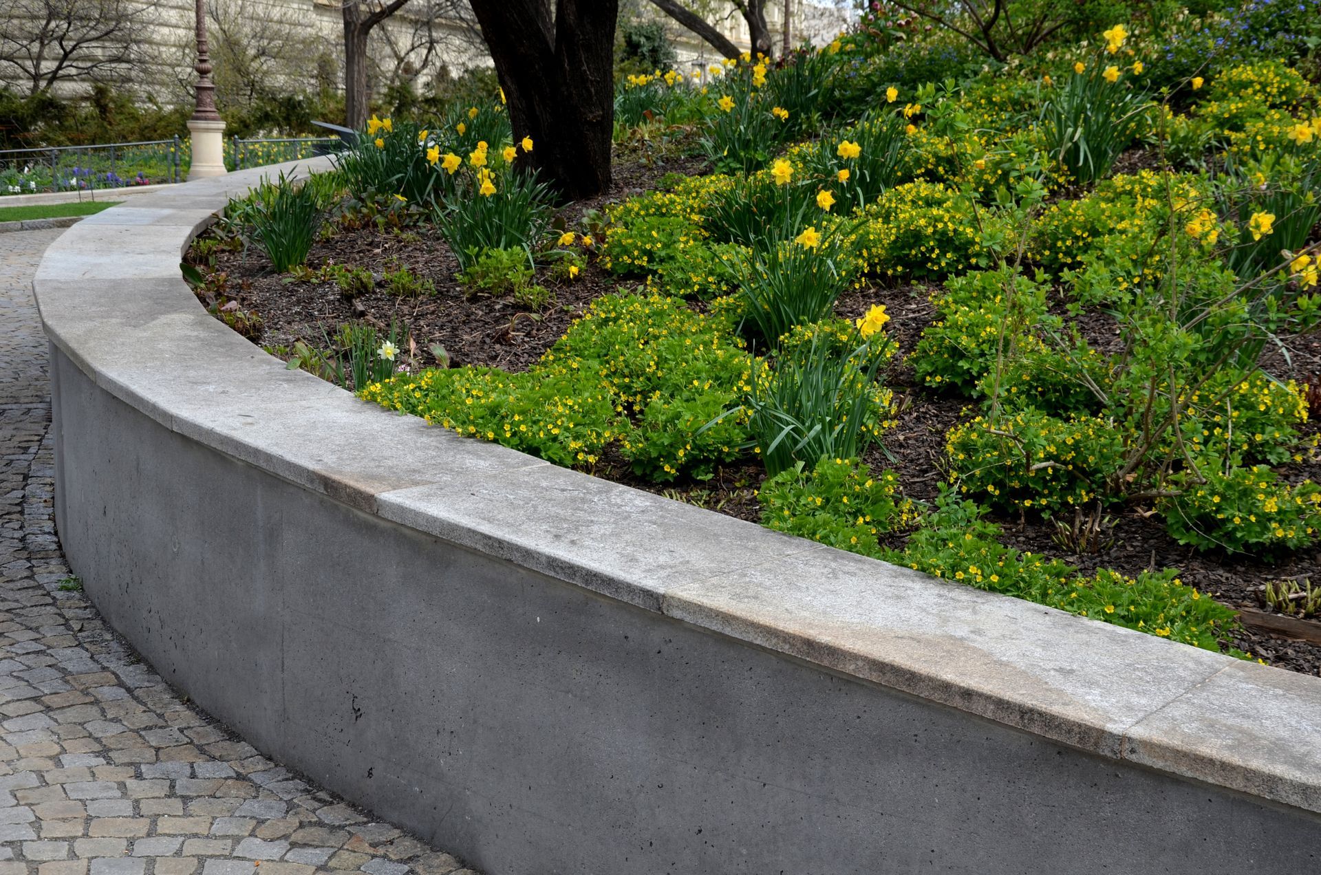Curved concrete planter filled with yellow daffodils and green plants, near a stone path.