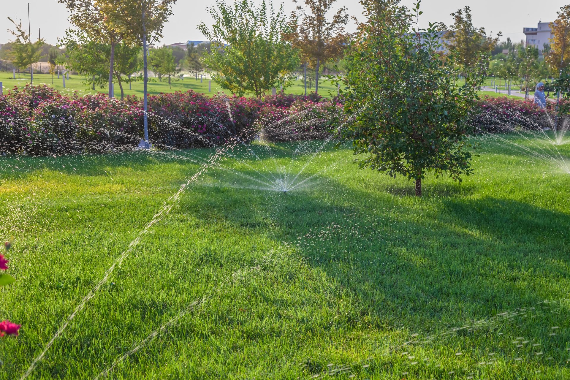 Sprinklers watering green grass in a park, with trees and bushes in the background.