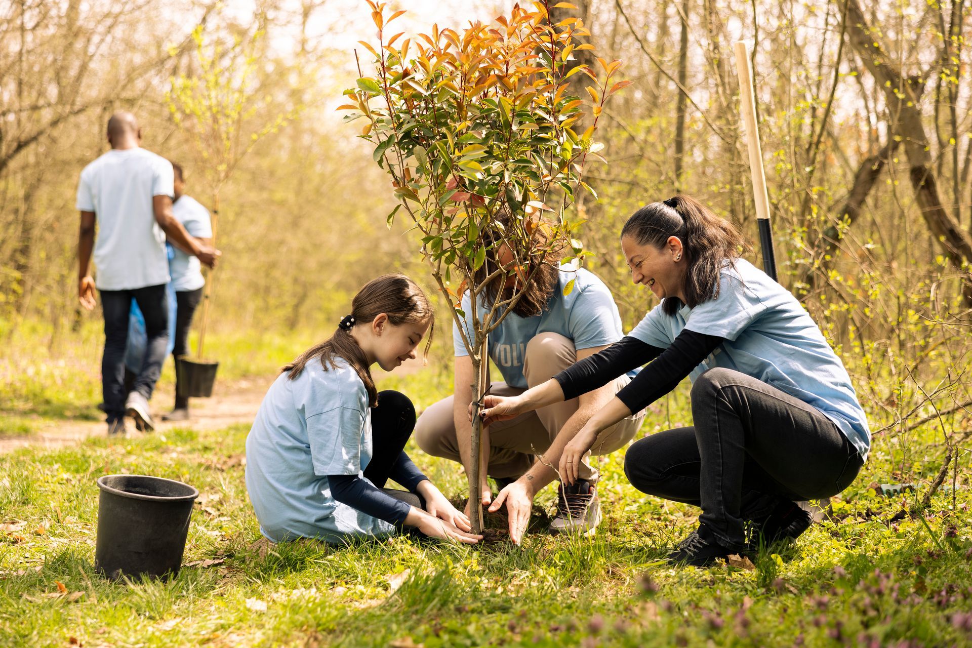 People planting a tree in a sunny forest. One person kneels, others stand and work.