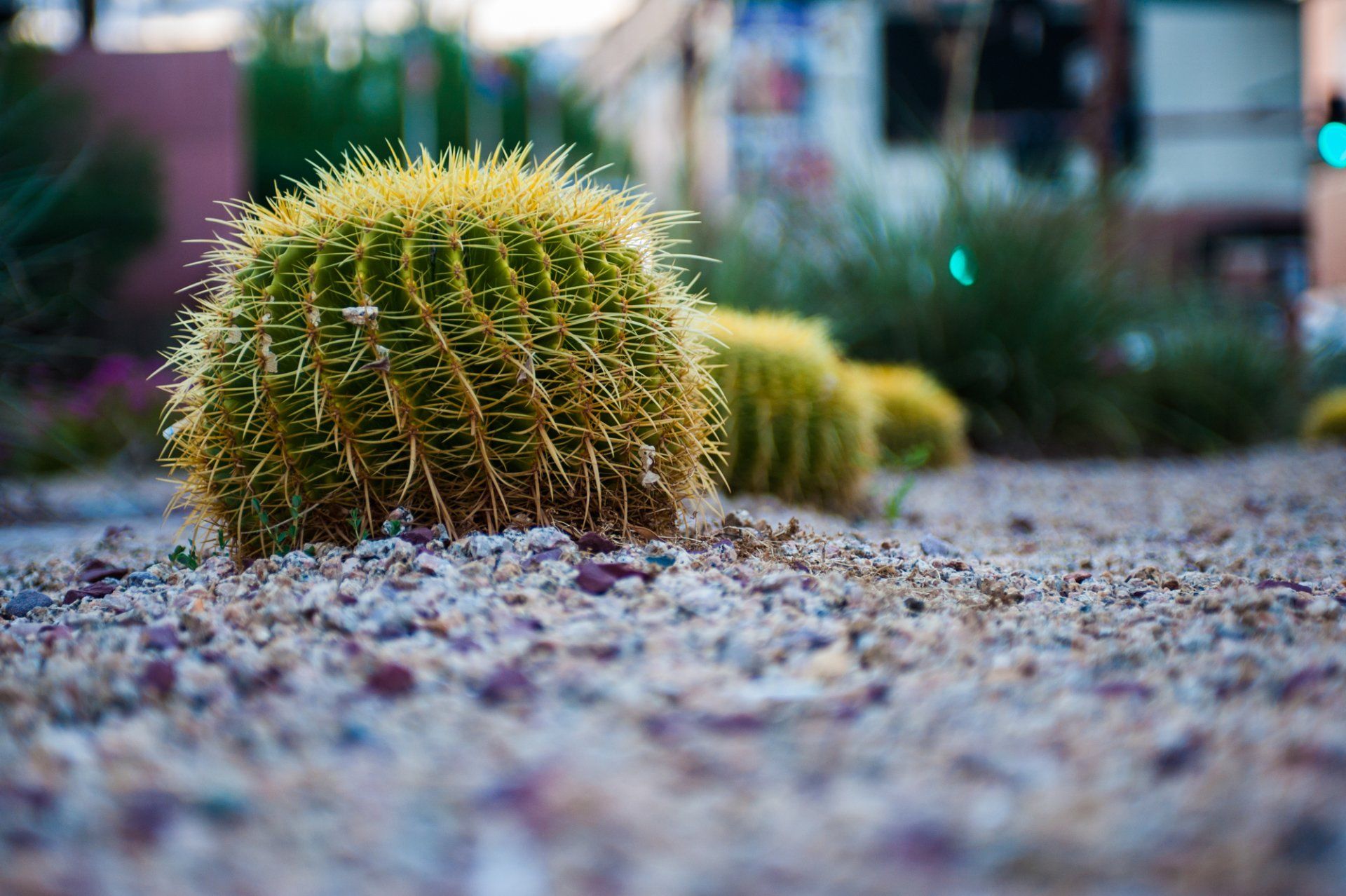 XERISCAPING IN GERMANTOWN, MD