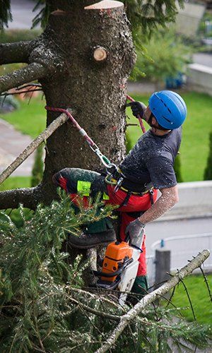 Tree Removal — Man Cutting Tree Branches in Lampasas, TX