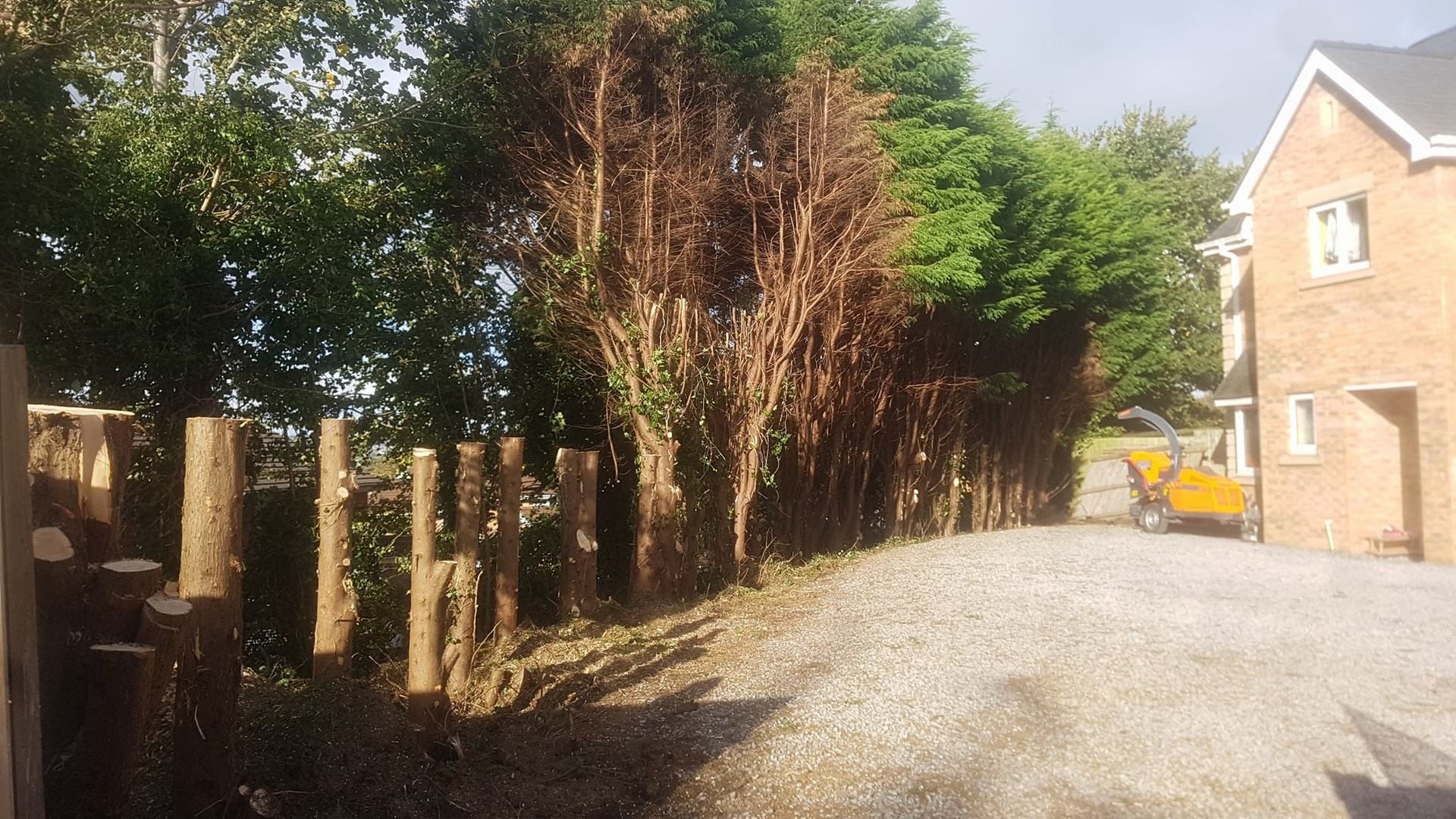 Wind-blown tree care