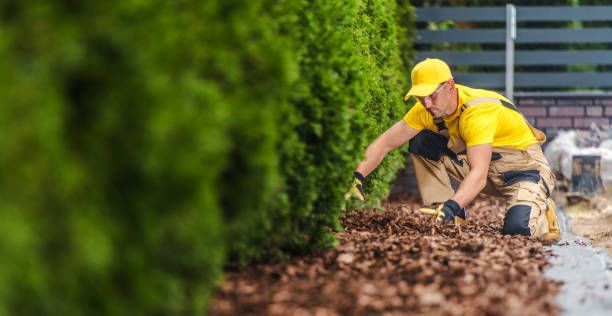 Front yard landscaping with gardener arranging mulch from local mulch delivery company.