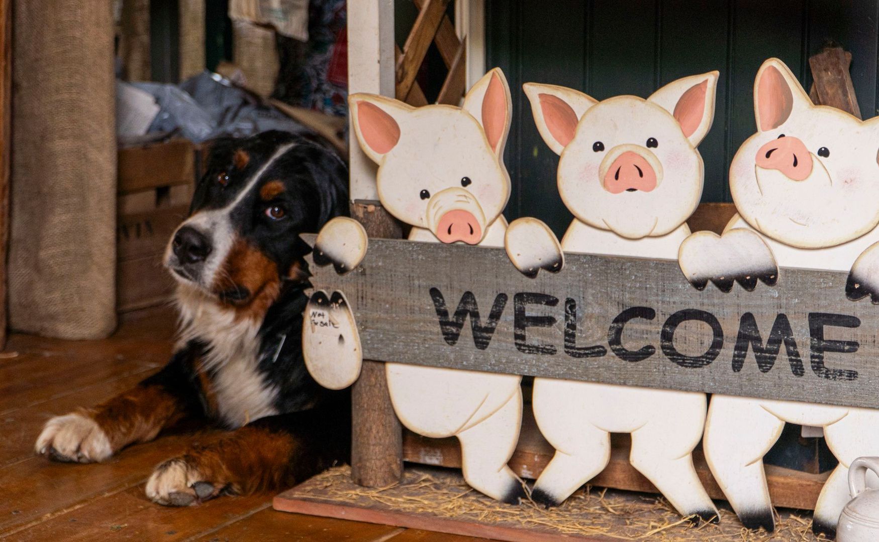 A dog is laying next to a welcome sign with pigs on it.