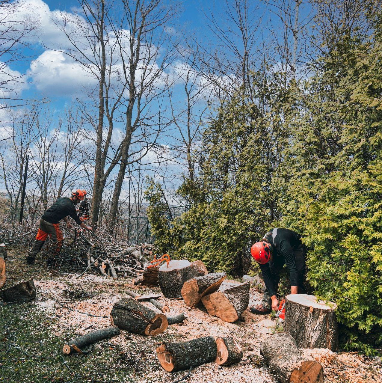 Tree Dismantling