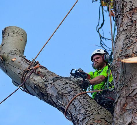 Tree Doctor