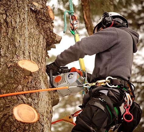 Tree Felling