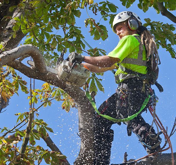 Tree Cutting