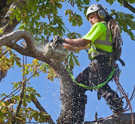 Tree Trimming