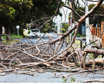 Emergency Tree Surgery 