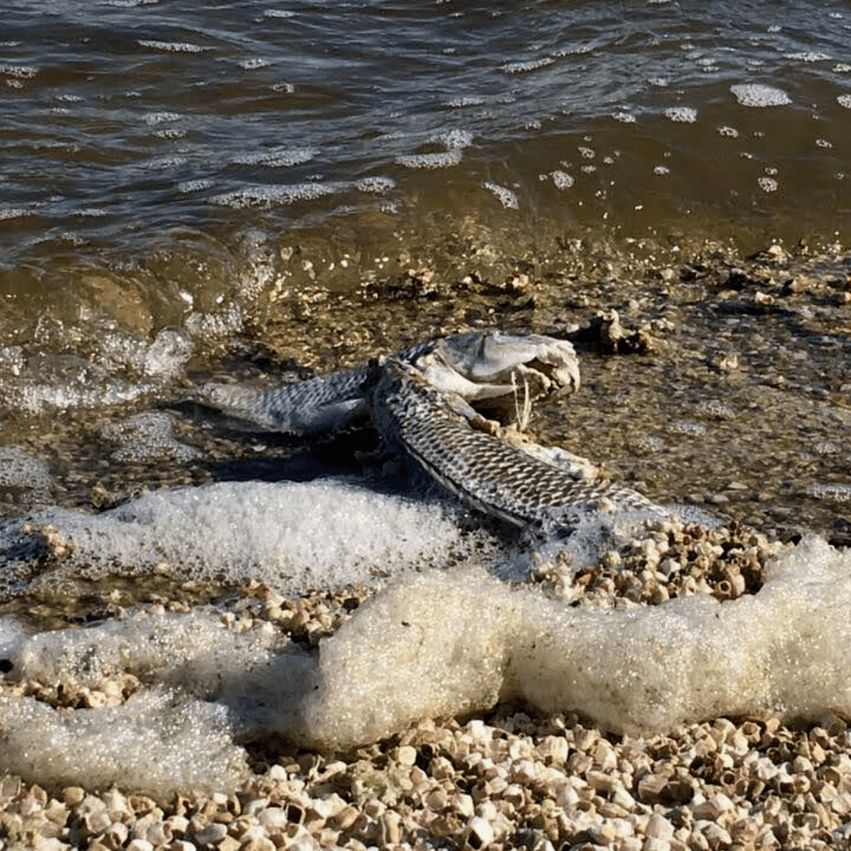 Located in Southern California, the Salton Sea is a unique and ecologically diverse body of water that is well worth a visit. The sea is a popular destination for boating, fishing, birdwatching, and other outdoor activities. 