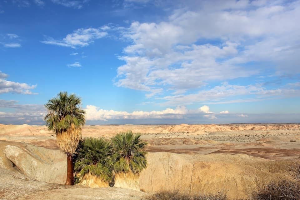 5 palms in Anza Borrego State Park