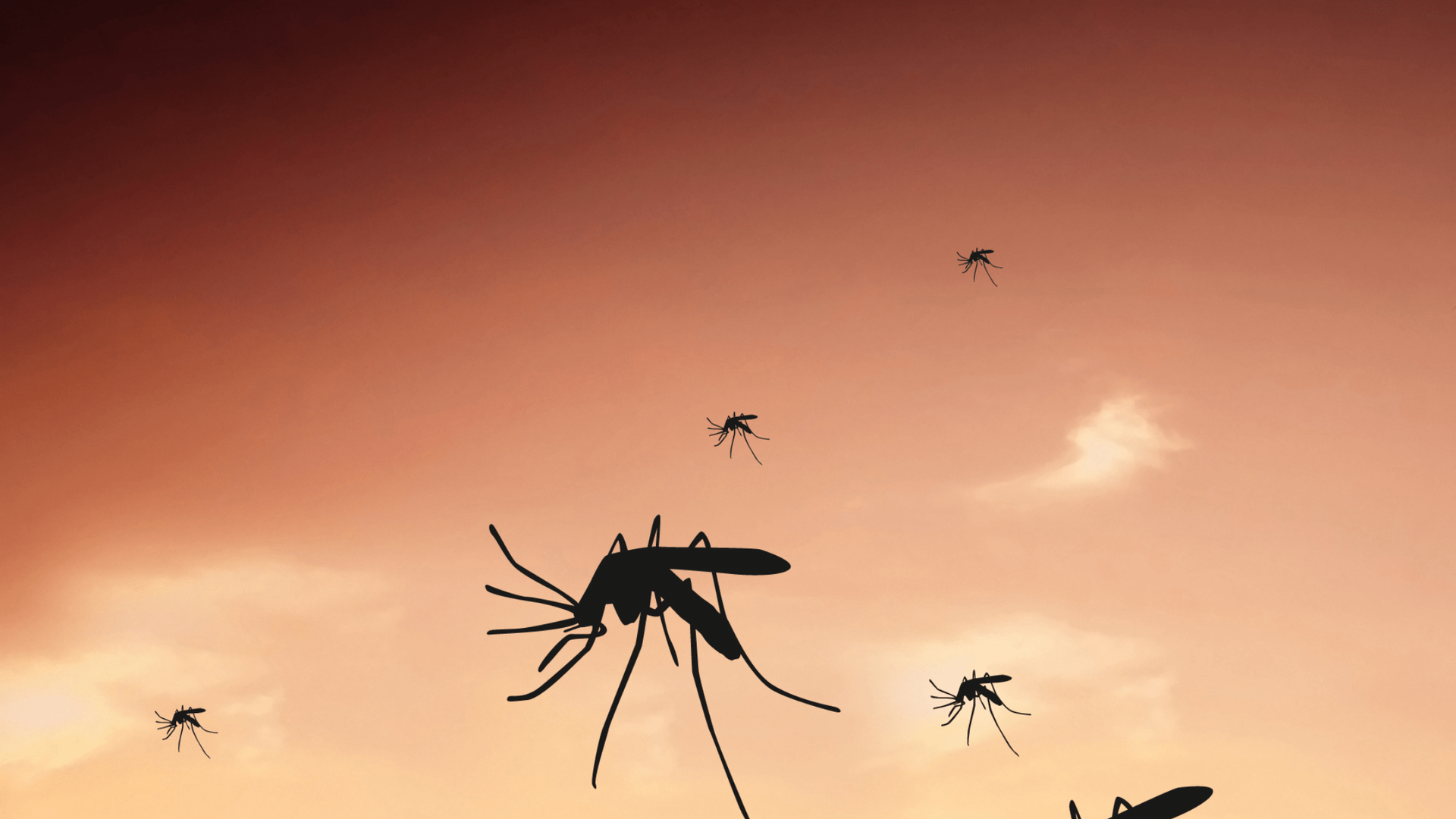 5 Natural Ways to Deter Mosquitoes in Borrego Springs