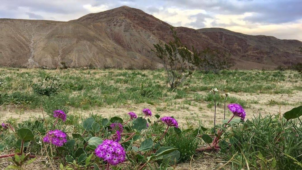 Wildflowers in Borrego Springs. 