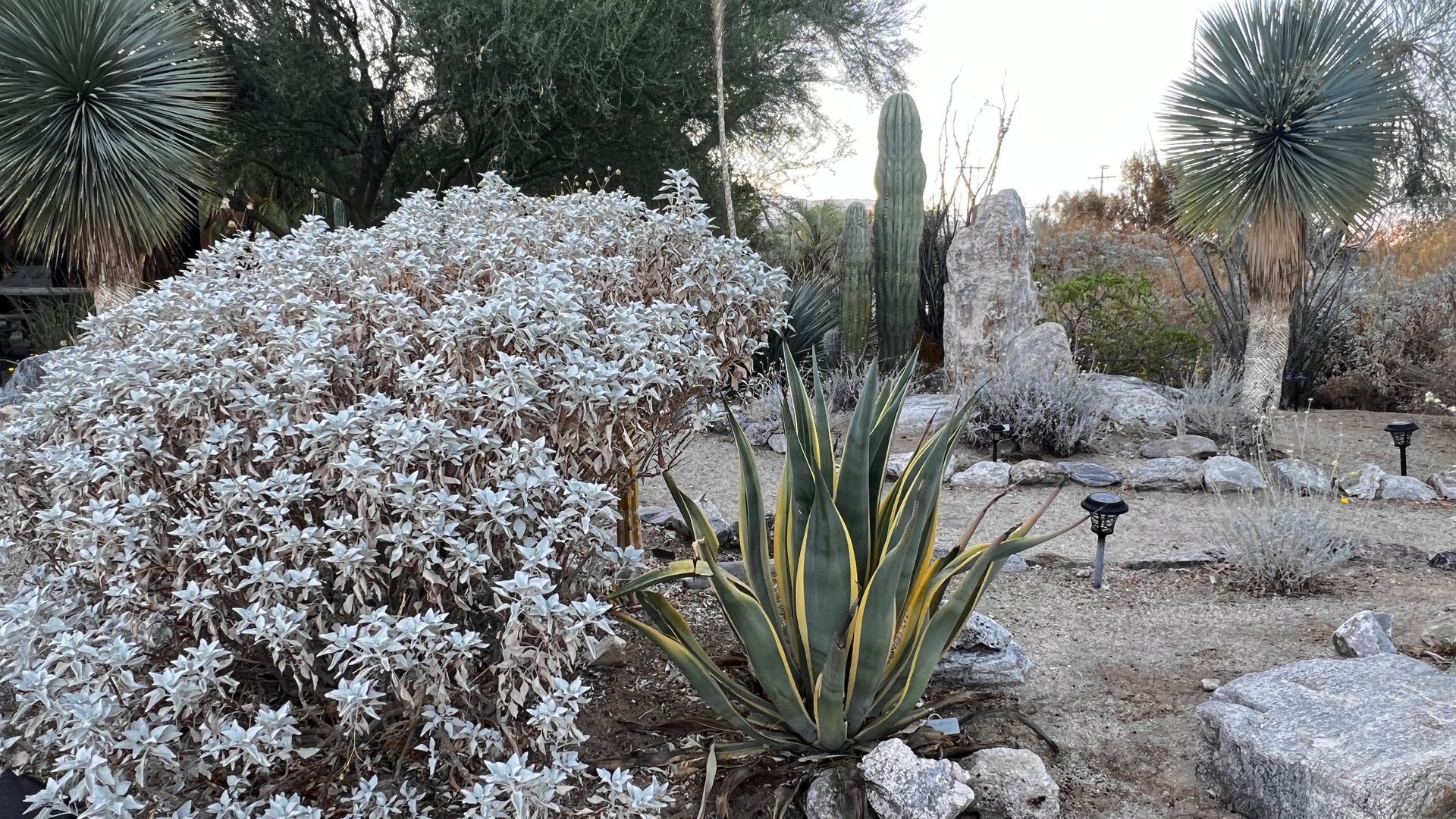 ABDNHA Desert Garden