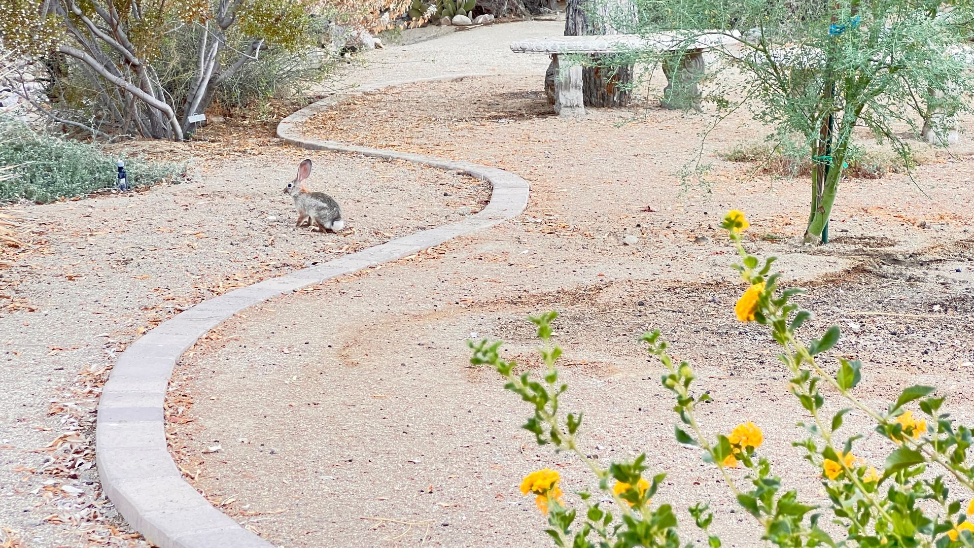 Anza-Borrego Natural History Association - ABDNHA Desert Garden