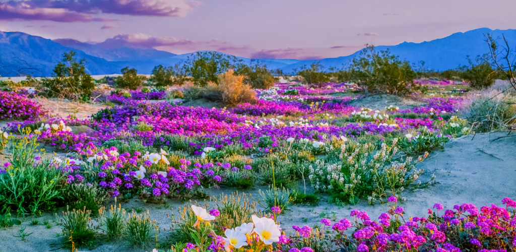 ABDNHA has started producing regular flower maps that serve as a guide for those looking to find the stunning blooms in the area. These maps are a fantastic resource for anyone wanting to explore the beauty of the Borrego Valley and its surrounding areas. Whether you’re a seasoned visitor or a first-timer, these maps will be a helpful tool in your flower-finding journey. So, be sure to check them out and get ready to be amazed by the natural splendor of the area!