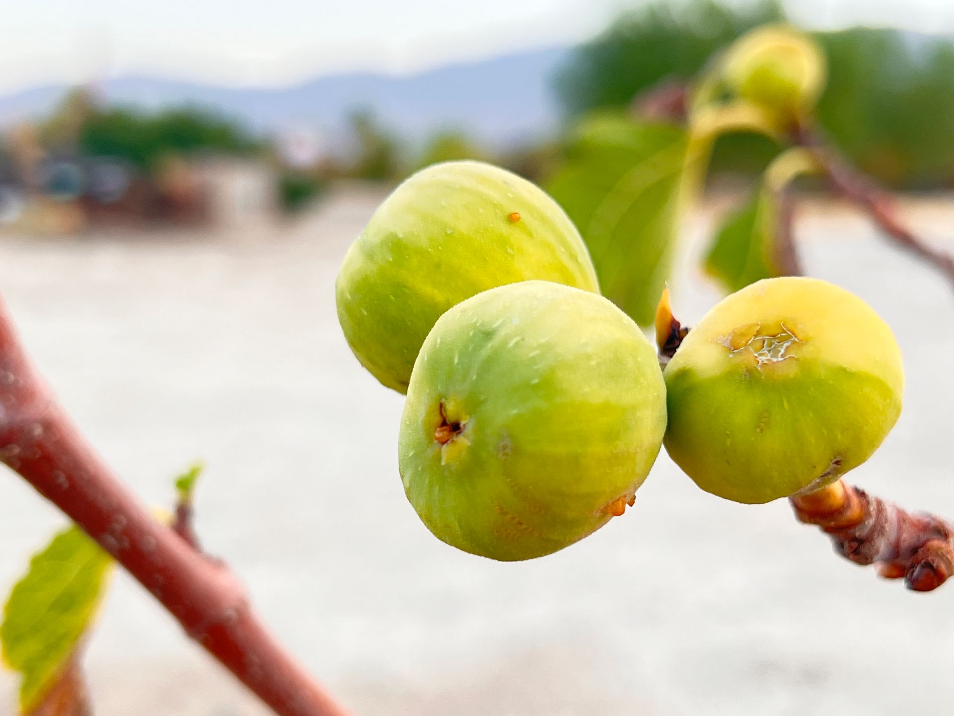 Figs at Borrego Art Institute ArtPark Garden