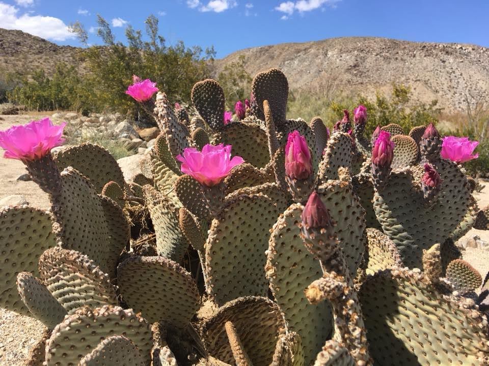 Discover the Beauty of the Beavertail Cactus at Anza-Borrego State Park