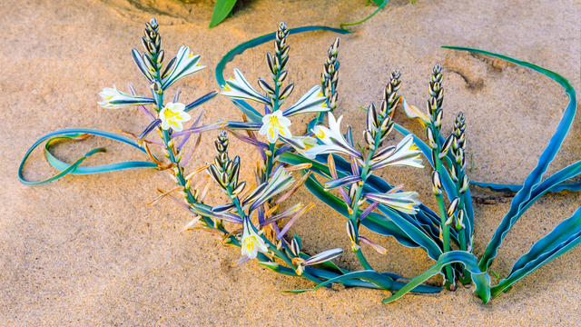 Desert Lily: A Jewel of Anza-Borrego State Park