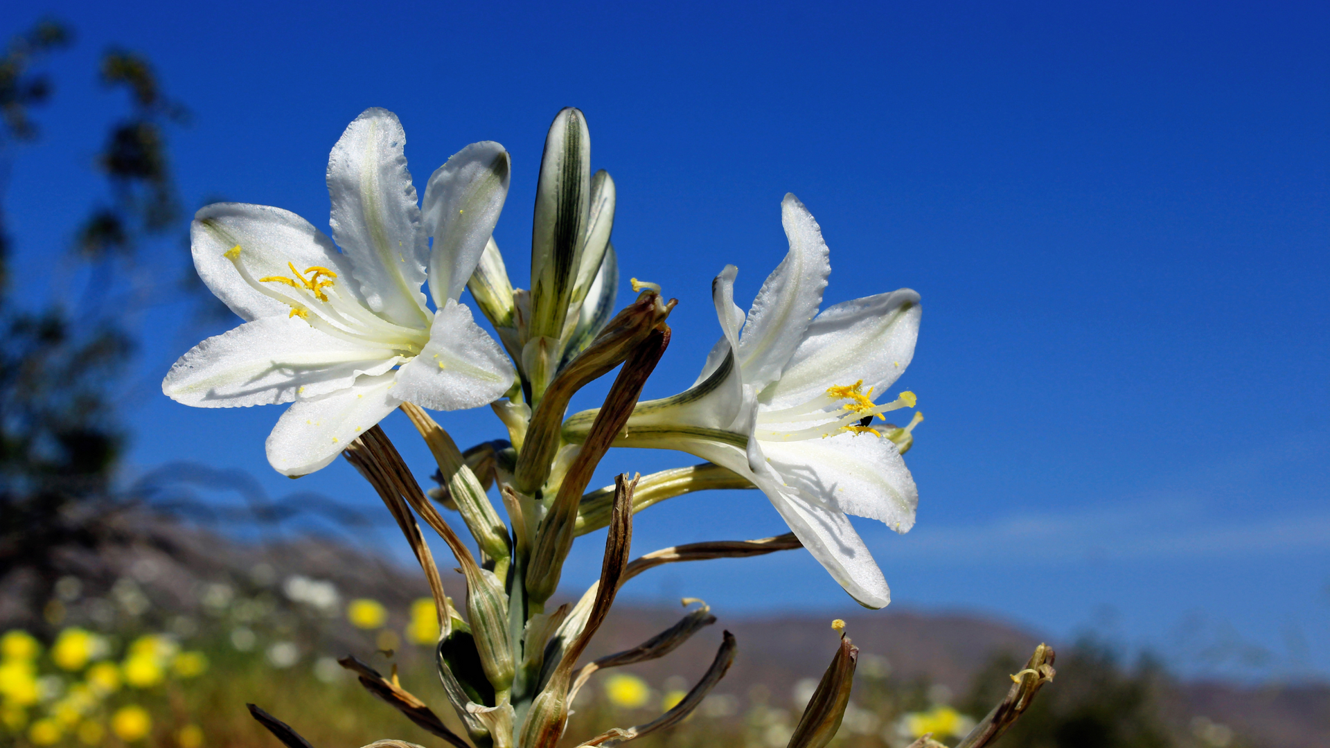 The Desert Lily, known scientifically as Hesperocallis undulata