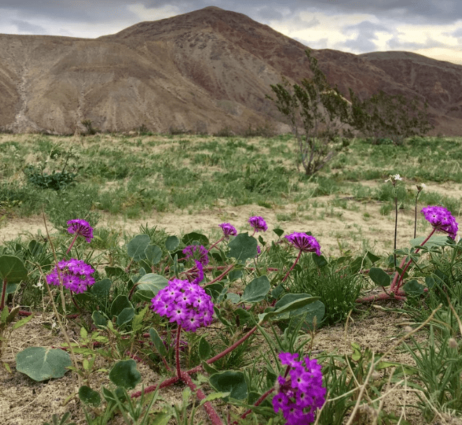 Purple flowers are growing in the desert with mountains in the background.