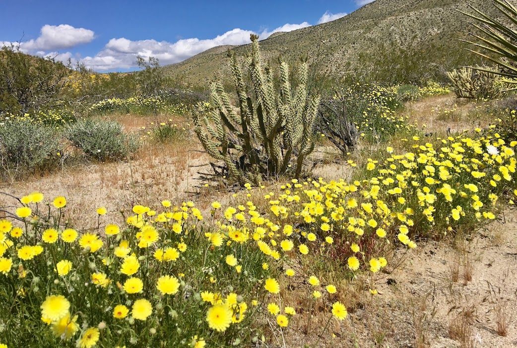 Flowers Blooming in Spring in Upper Coyote Canyon - Anza Borrego State Park