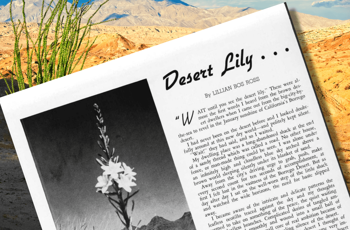 Finding Resurrection and Solitude: A Journey to Discover the Easter Lily in California's Borrego Desert