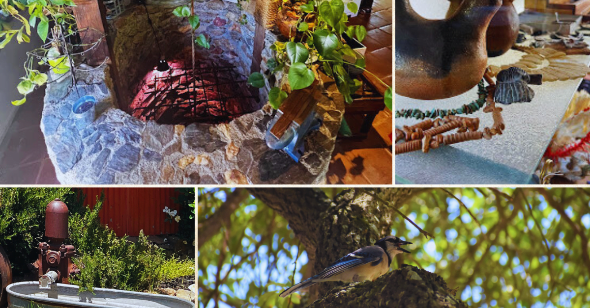 A collage of pictures shows a bird sitting on a tree.