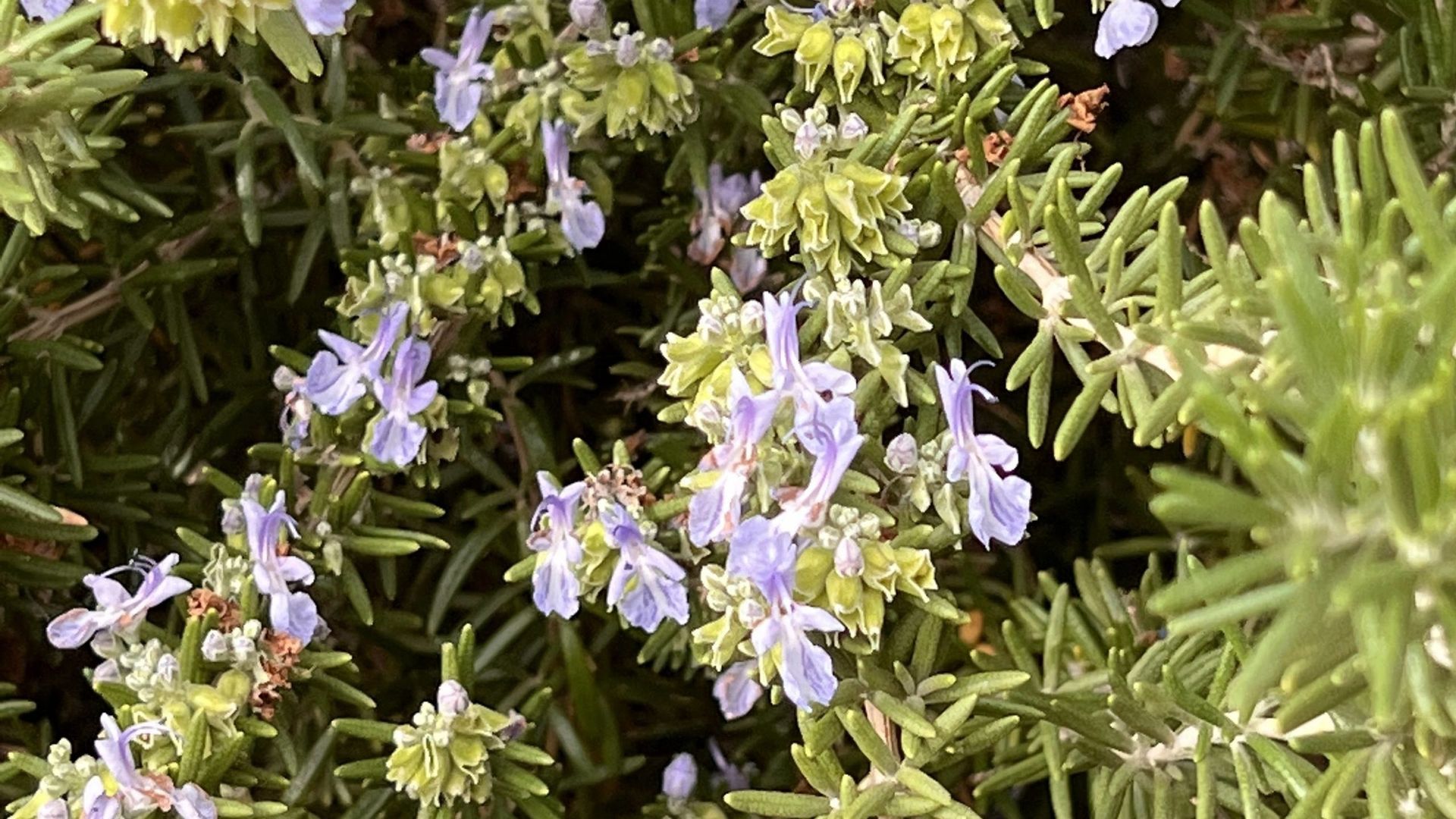 Creating a Native Plant Garden in Borrego Springs