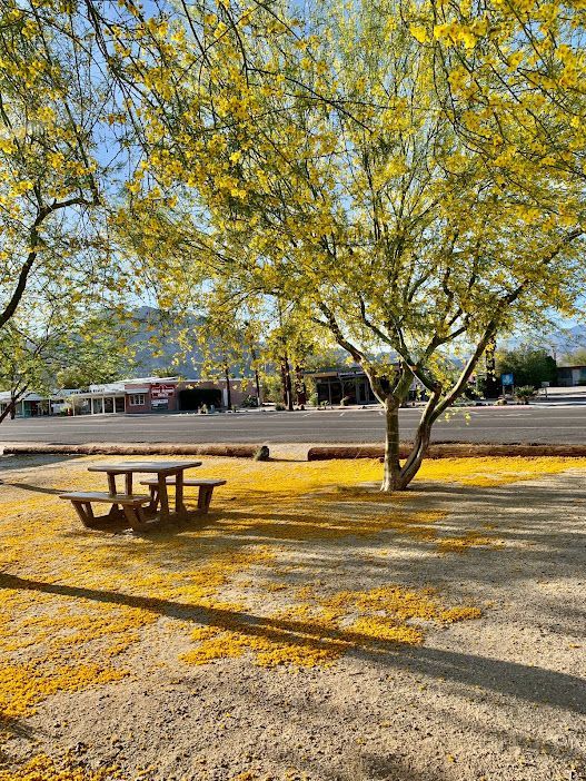 Palo Verde Trees in Bloom