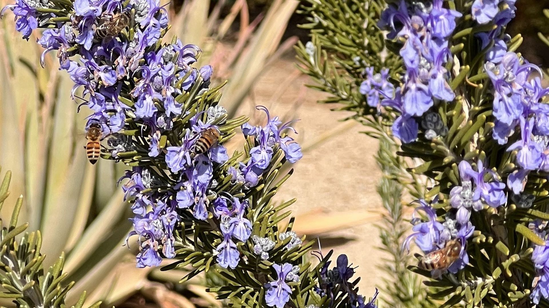 oin the effort to protect and support the vital role of bees in our ecosystem. Learn about the importance of bees in Borrego Springs and how to attract them to your property through planting, providing resources, and minimizing pesticide use.