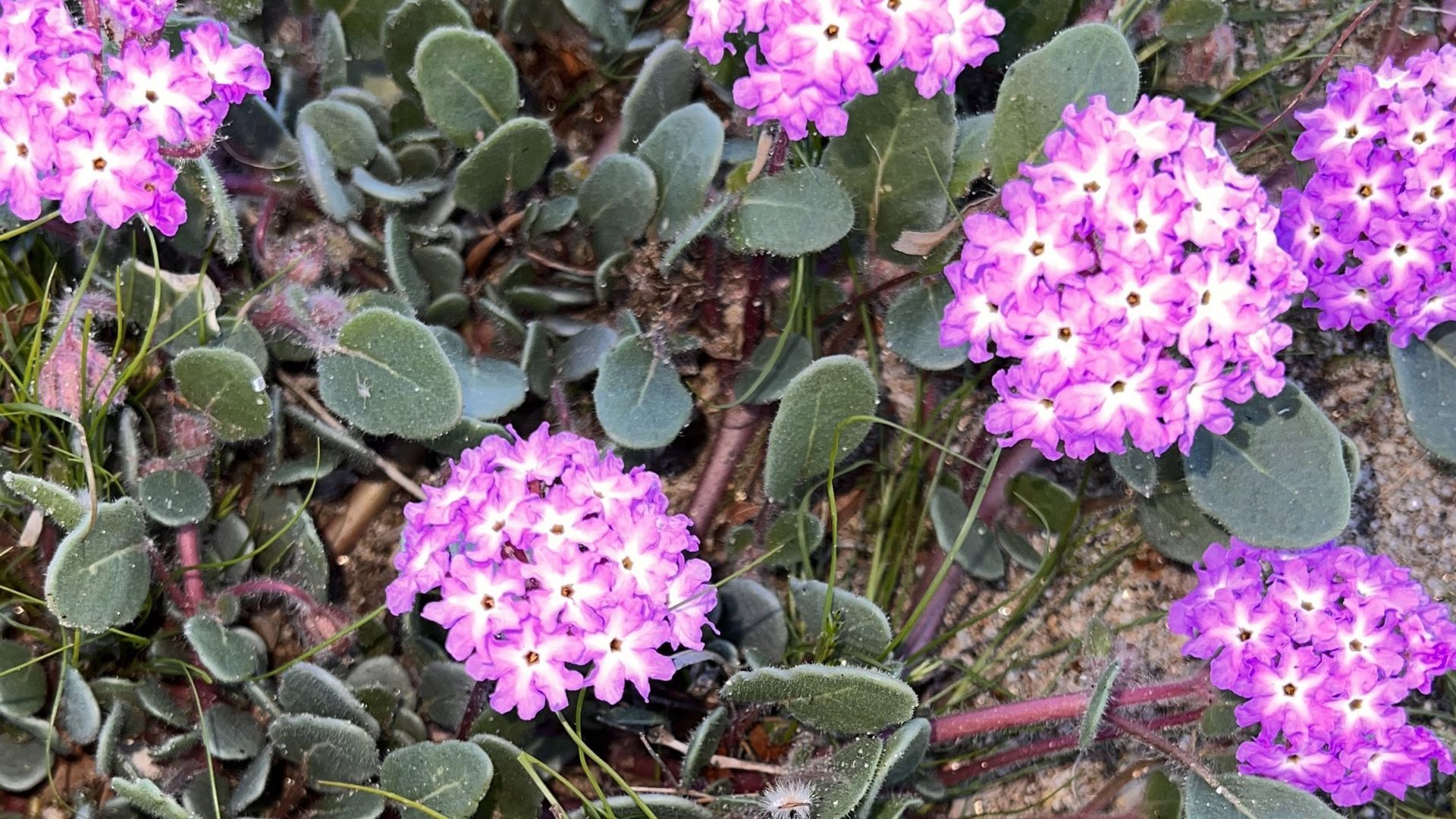 The Importance of Rainfall for a Large Flower Bloom