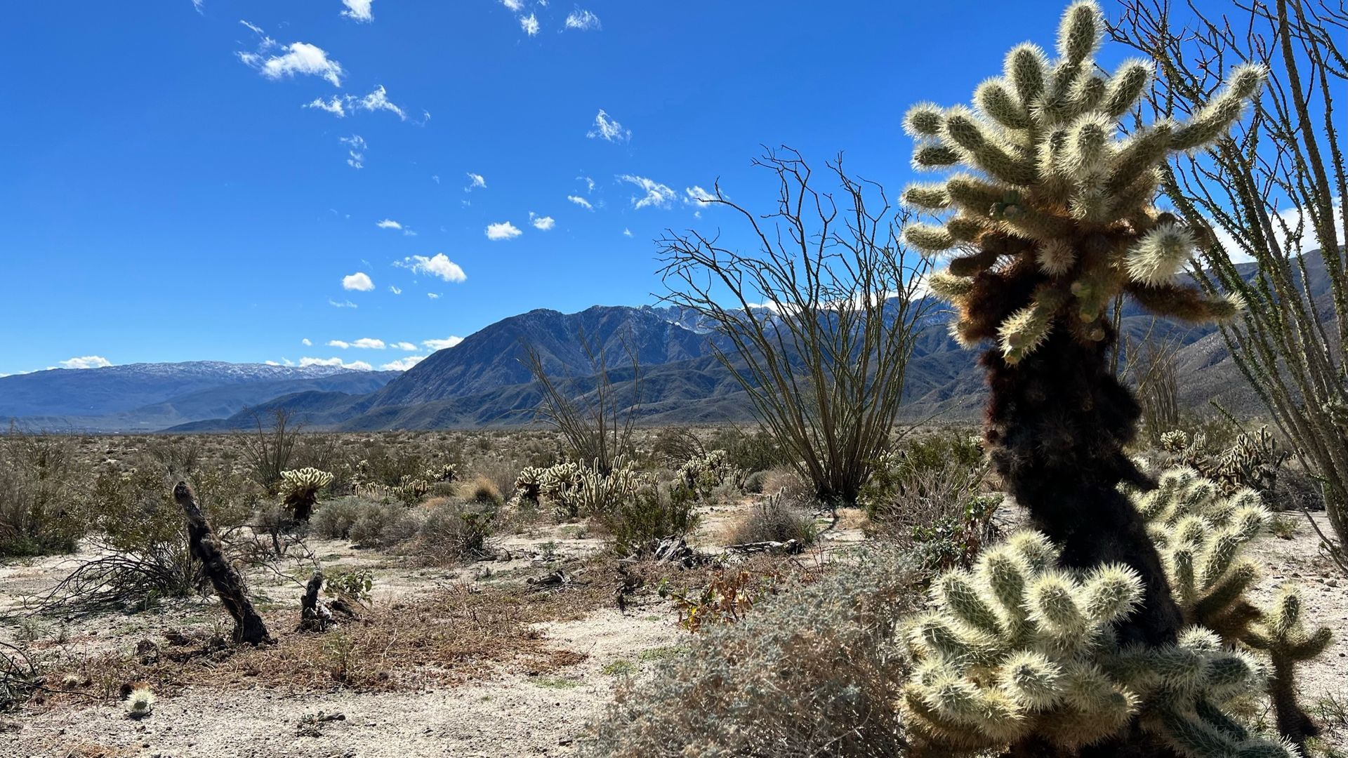 Anza Borrego Cactus at Coyote Canyon