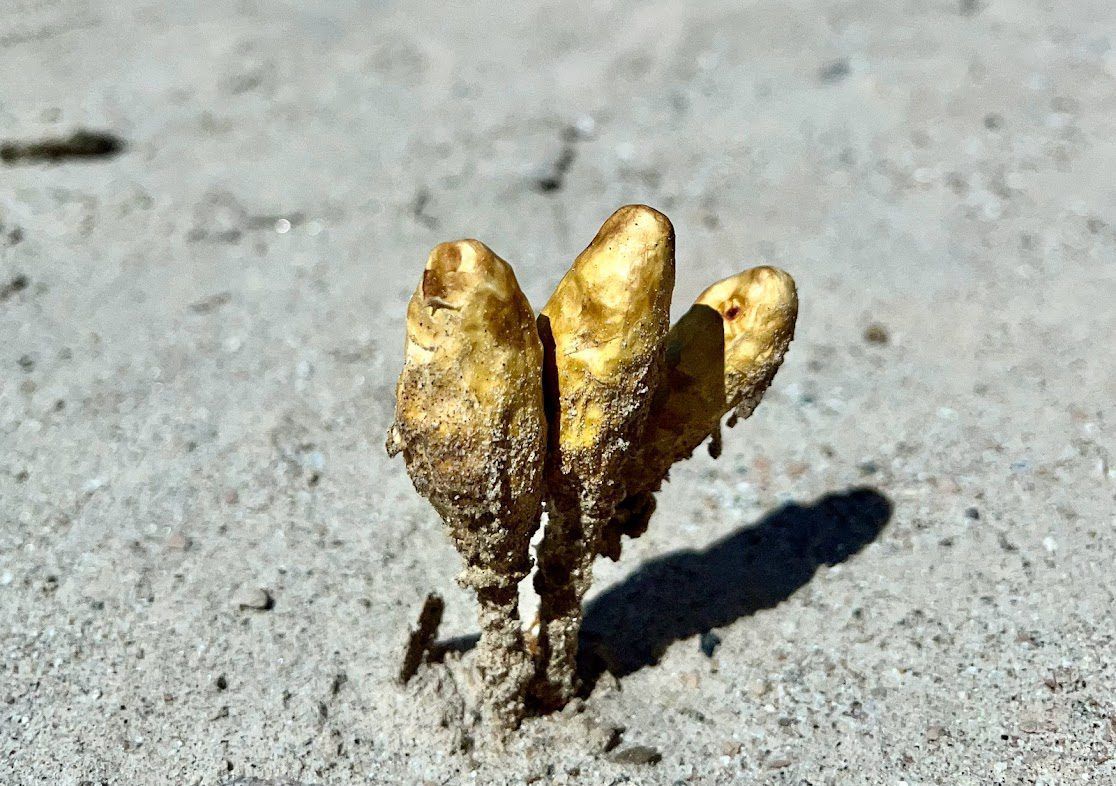 Discover the wonder of Podaxis Pistillaris, also known as the desert shaggy mane, thriving in the stunning Anza Borrego State Park. This mushroom species is renowned for its shaggy appearance and is commonly found in arid regions. In this article, we will take a closer look at its unique appearance and habitat, explore its culinary and medicinal uses, and emphasize the significance of conservation and preservation to safeguard its natural habitat. So, join us as we delve into the fascinating world of Podaxis Pistillaris and uncover its secrets in Anza Borrego State Park.