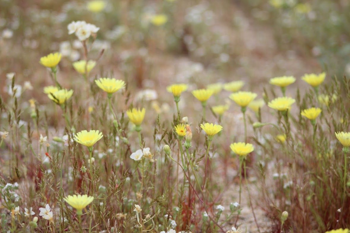 What to Expect: During the wildflower season.