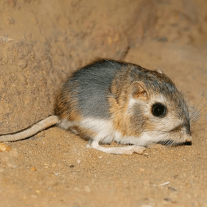 Borrego Springs, California is home to a diverse array of wildlife, including the fascinating kangaroo rat. These small rodents are known for their unique hopping abilities and are a crucial part of the desert ecosystem.