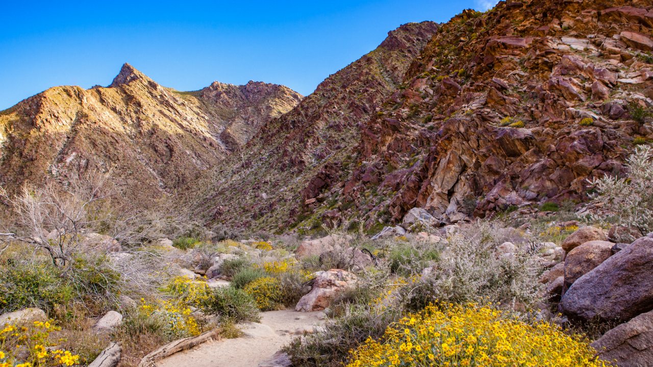 Hike the Palm Canyon Trail