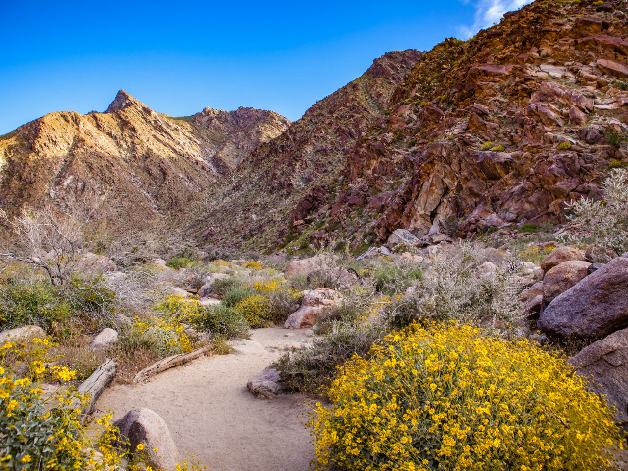 Palm Canyon Anza Borrego State Park