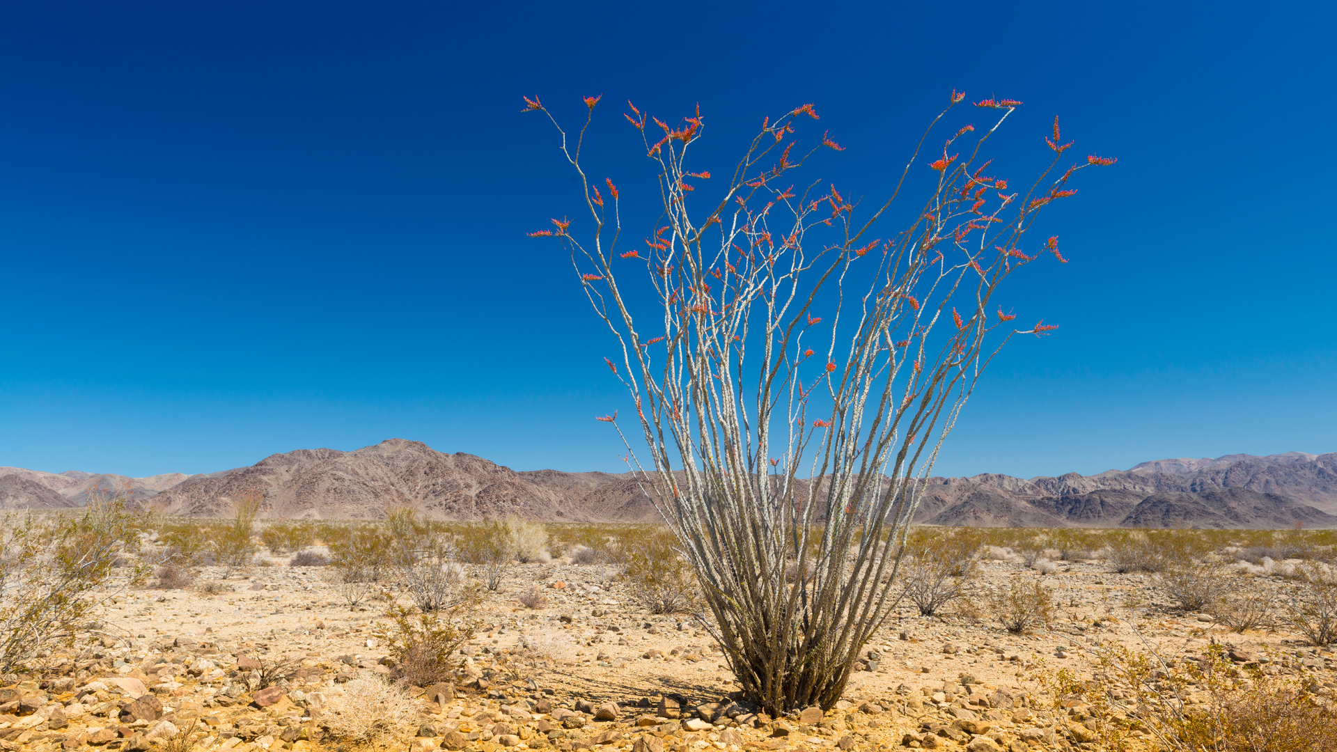 Ocotillo in  Borrego Springs