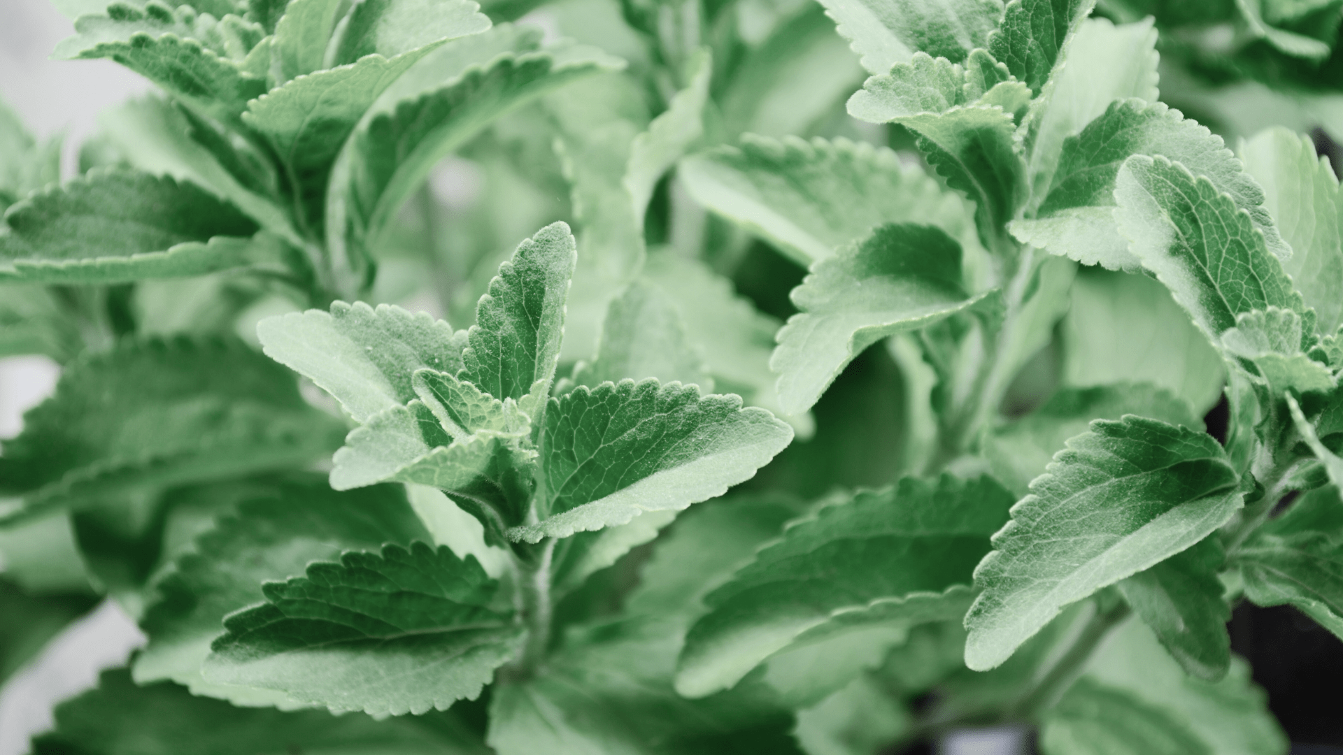 Derived from the leaves of the Stevia rebaudiana plant, stevia offers a sweet taste without the calories or negative health effects associated with traditional sugar.