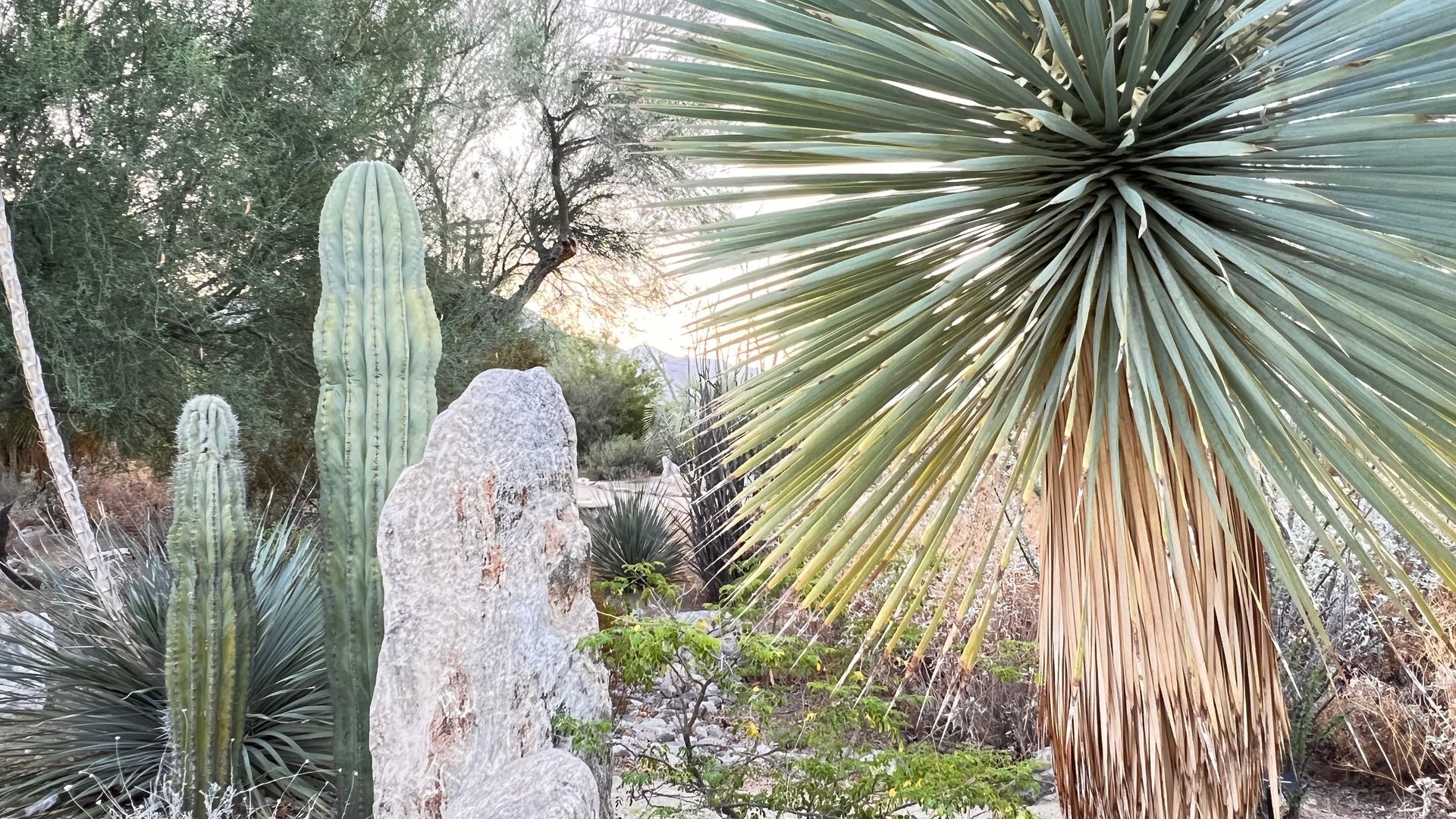 The ABDNHA Desert Garden in Borrego Springs