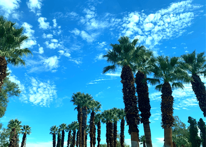 The Importance of Palm Tree Trimming in Borrego Springs