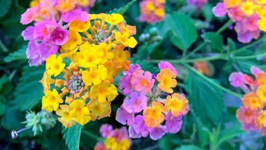 Lantana Camara