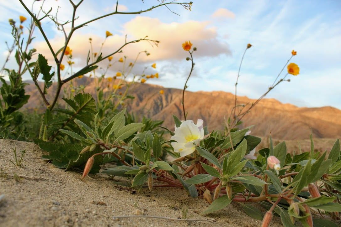 Where to Find the Dune Evening Primrose and Desert Sunflower.