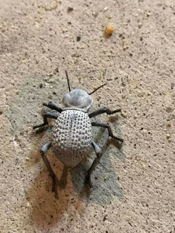 The Asbolus Verrucosus: A Fascinating Beetle Found in