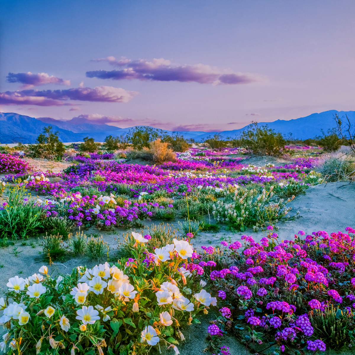 Anza Borrego: The Best Places to See the Wildflower Bloom